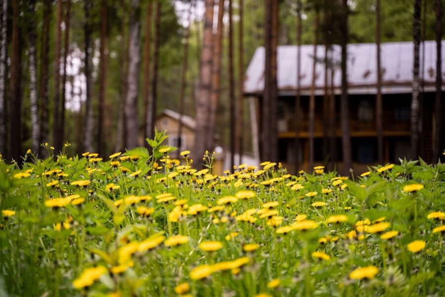Санаторий Русский лес